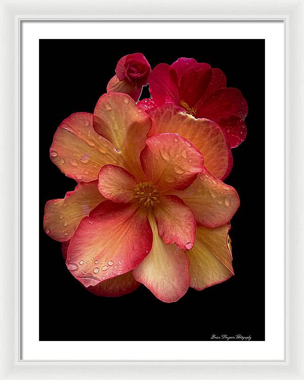 Dew-Kissed Blossoms on Black Background - Framed Print