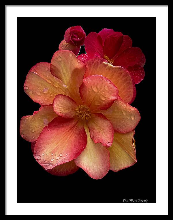 Dew-Kissed Blossoms on Black Background - Framed Print