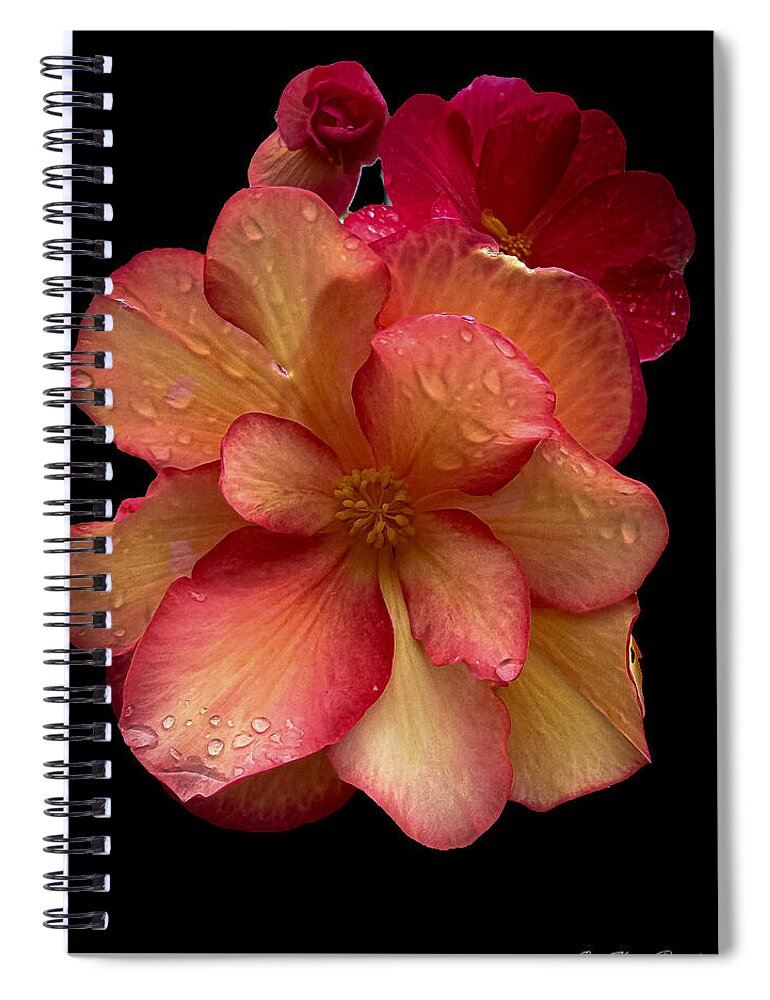 Dew-Kissed Blossoms on Black Background - Spiral Notebook
