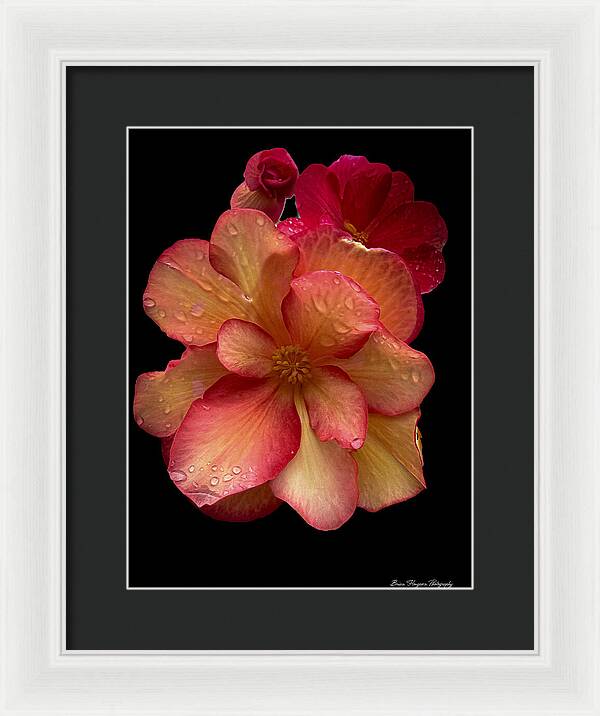 Dew-Kissed Blossoms on Black Background - Framed Print