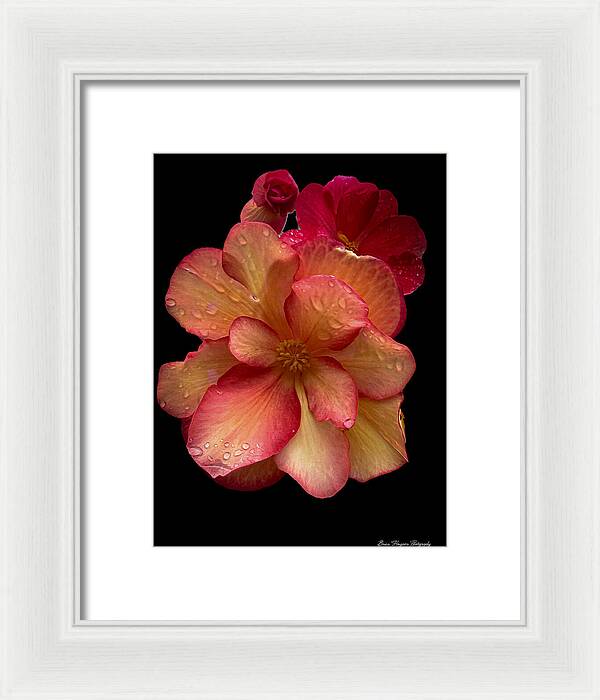 Dew-Kissed Blossoms on Black Background - Framed Print