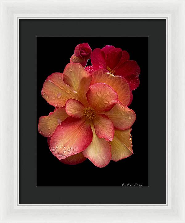 Dew-Kissed Blossoms on Black Background - Framed Print