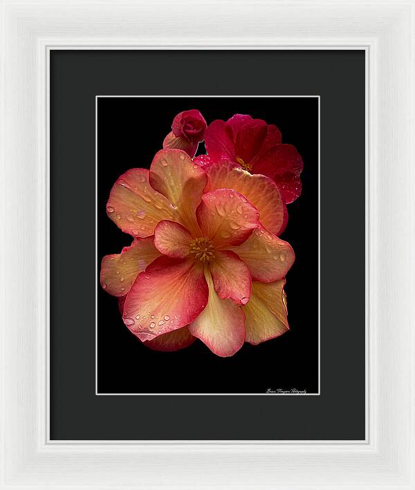 Dew-Kissed Blossoms on Black Background - Framed Print