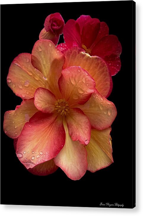 Dew-Kissed Blossoms on Black Background - Acrylic Print