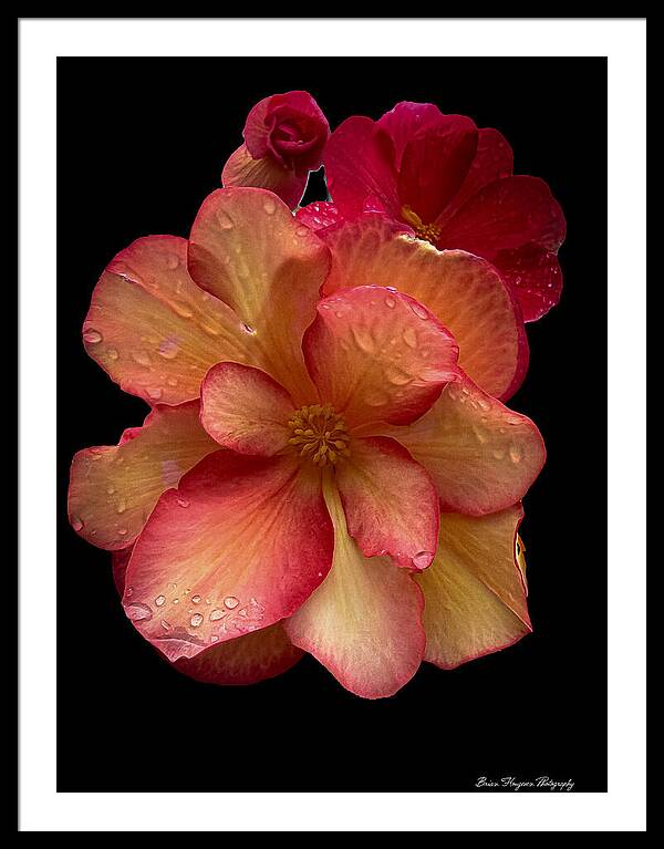 Dew-Kissed Blossoms on Black Background - Framed Print