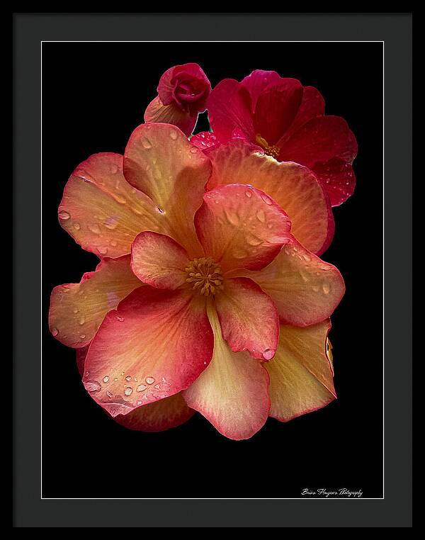 Dew-Kissed Blossoms on Black Background - Framed Print
