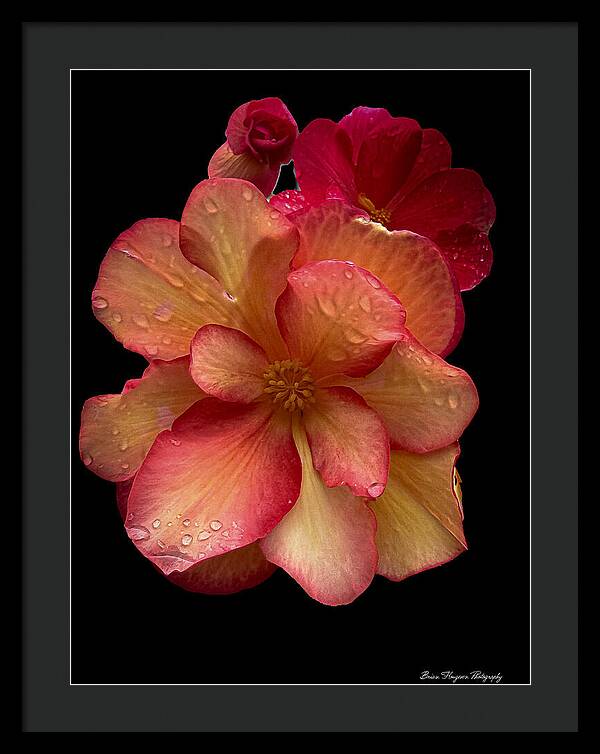 Dew-Kissed Blossoms on Black Background - Framed Print