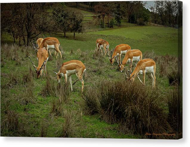 Elk - Canvas Print