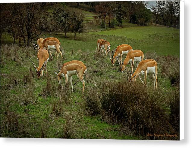 Elk - Canvas Print