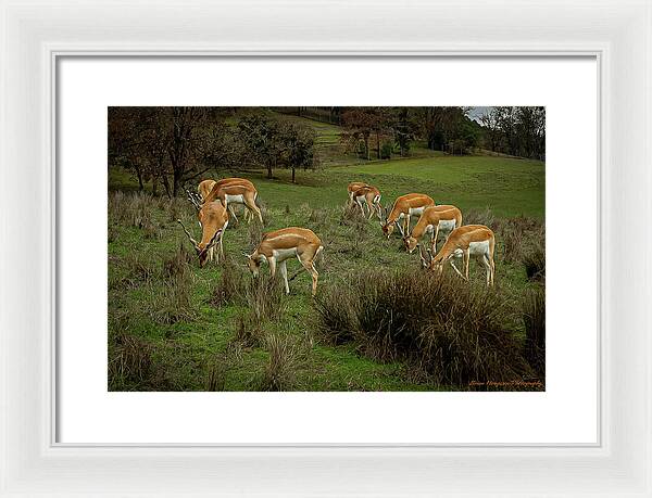 Elk - Framed Print