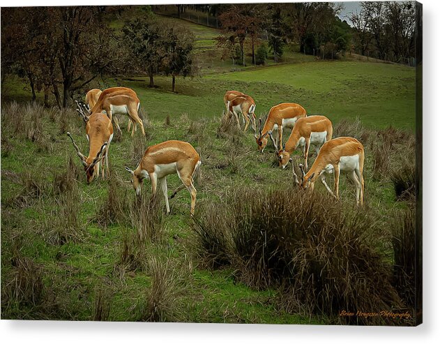 Elk - Acrylic Print