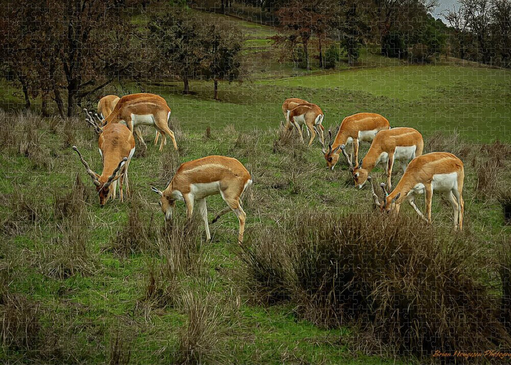 Elk - Puzzle