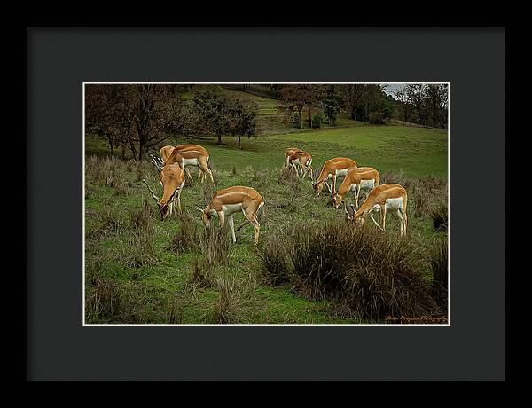 Elk - Framed Print
