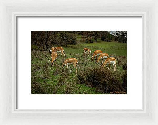 Elk - Framed Print
