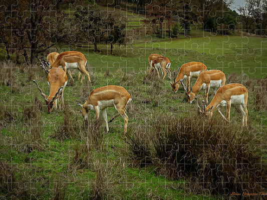 Elk - Puzzle