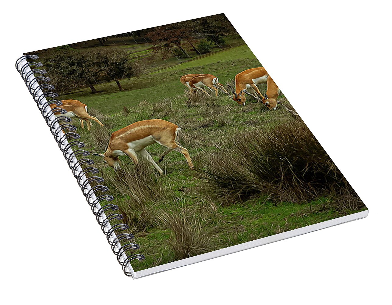 Elk - Spiral Notebook