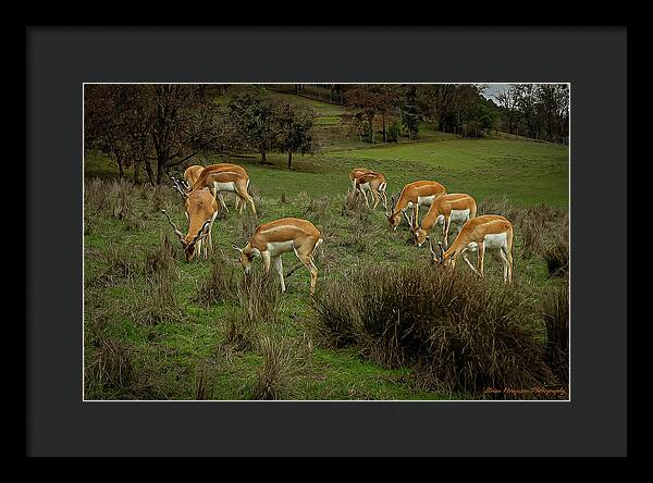 Elk - Framed Print