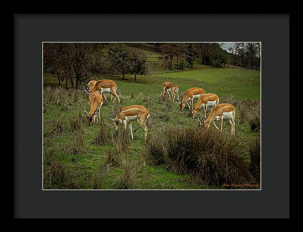 Elk - Framed Print
