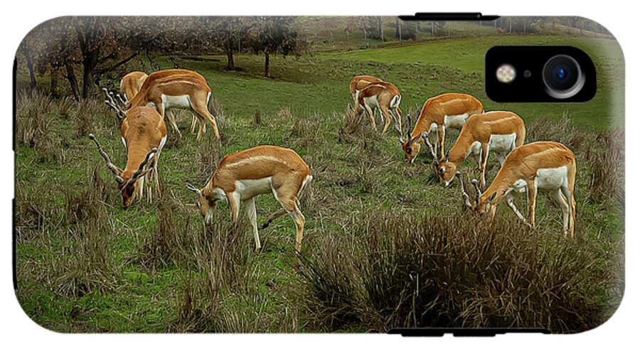 Elk - Phone Case