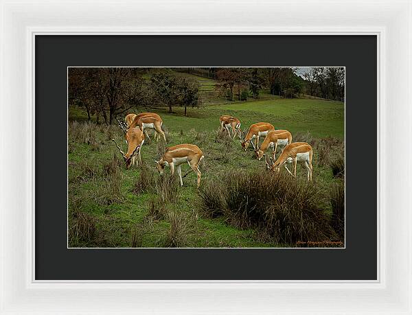 Elk - Framed Print