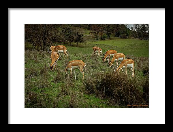 Elk - Framed Print