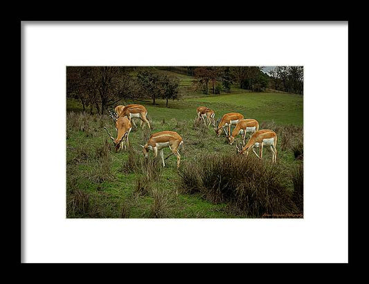 Elk - Framed Print