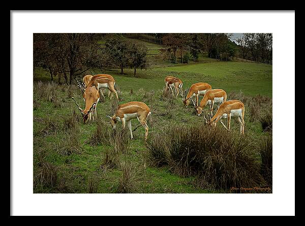 Elk - Framed Print
