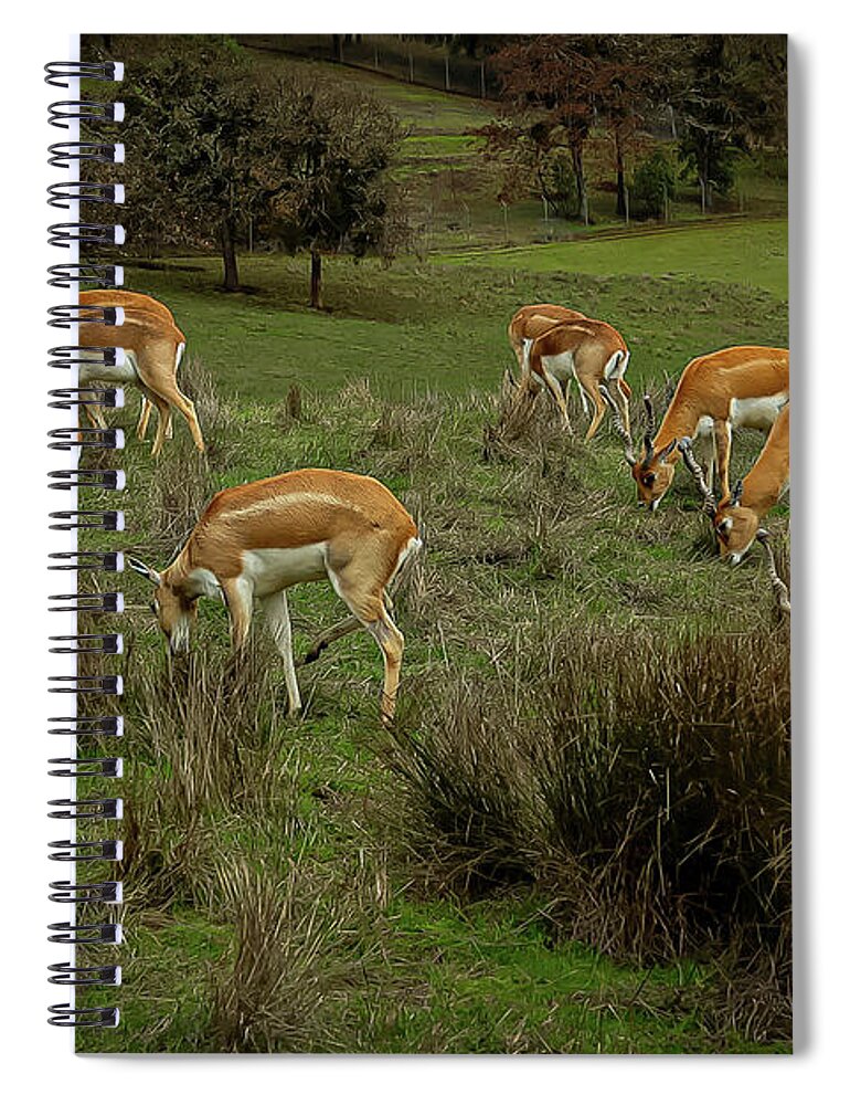 Elk - Spiral Notebook