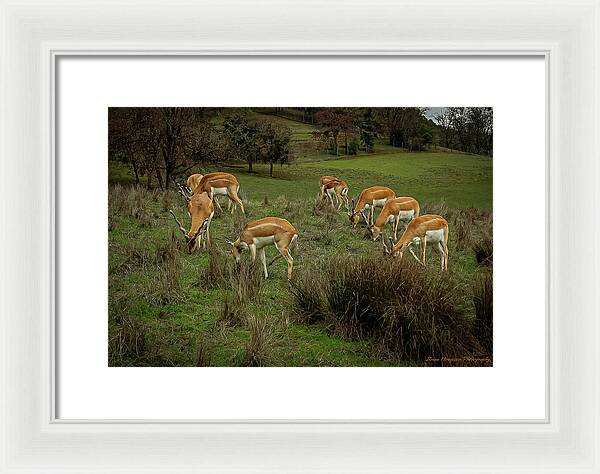 Elk - Framed Print