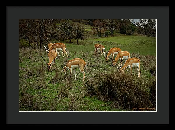 Elk - Framed Print
