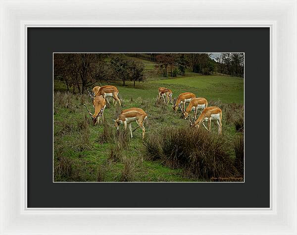 Elk - Framed Print