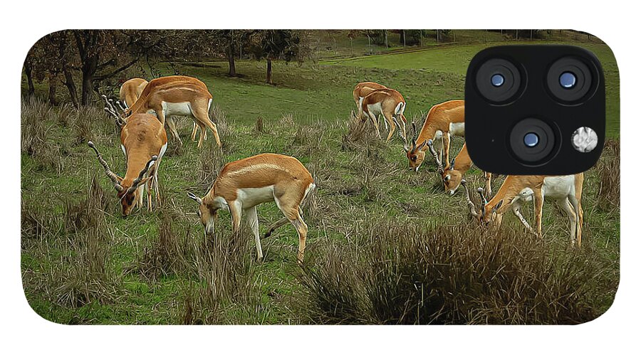 Elk - Phone Case