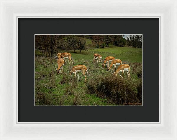 Elk - Framed Print