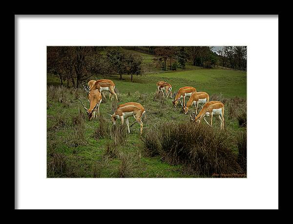 Elk - Framed Print