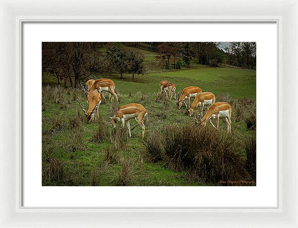 Elk - Framed Print