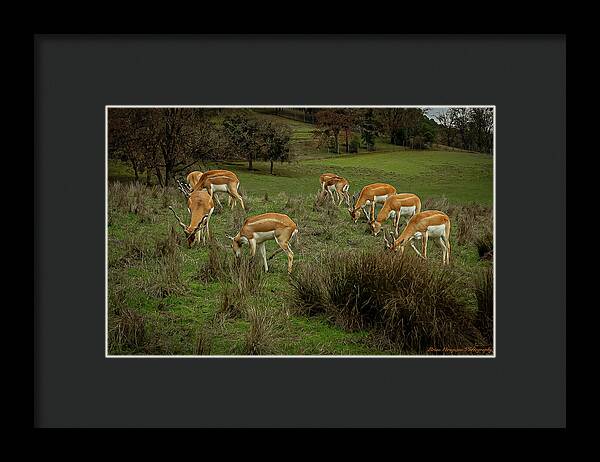 Elk - Framed Print