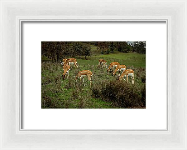 Elk - Framed Print