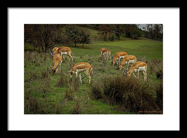 Elk - Framed Print