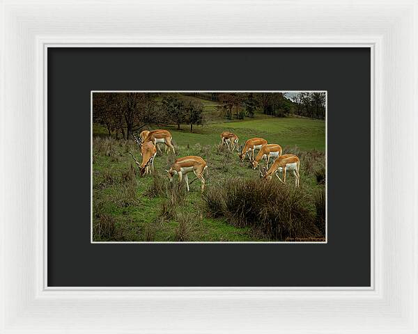 Elk - Framed Print