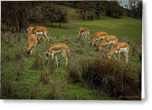 Elk - Greeting Card