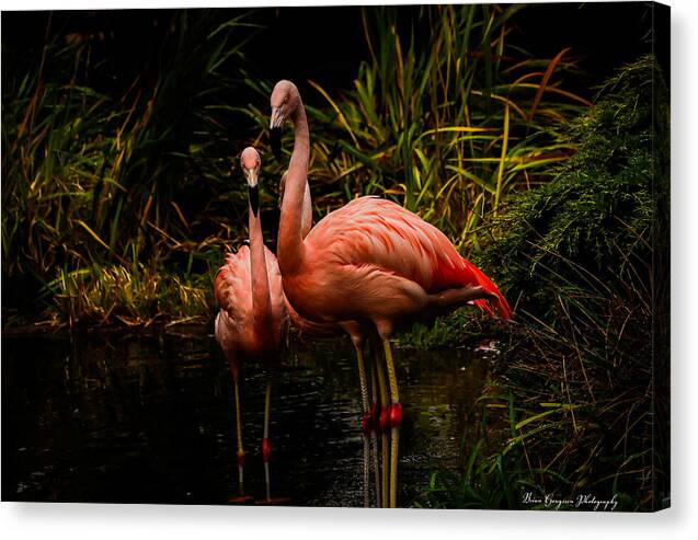 Flamingos by a Pond - Canvas Print