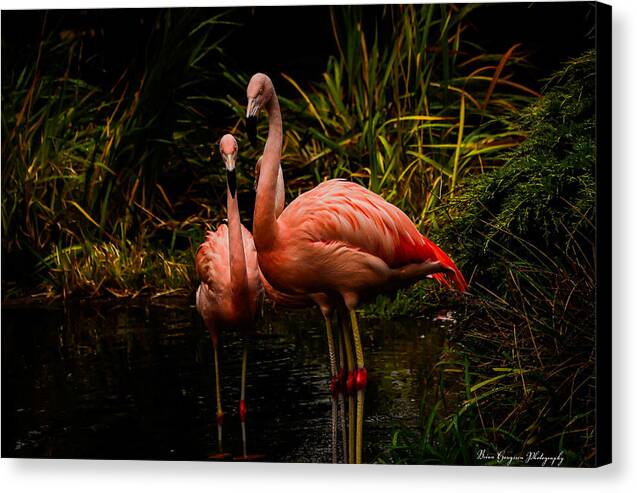 Flamingos by a Pond - Canvas Print