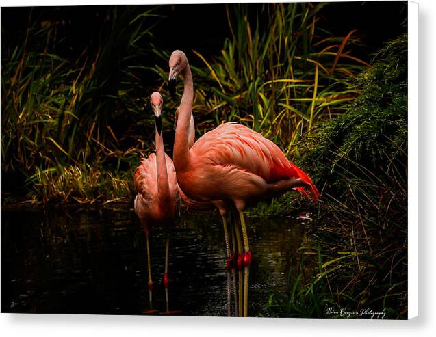 Flamingos by a Pond - Canvas Print