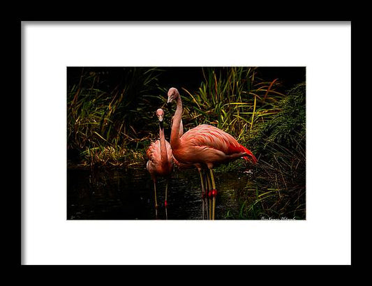 Flamingos by a Pond - Framed Print