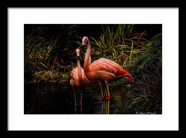 Flamingos by a Pond - Framed Print