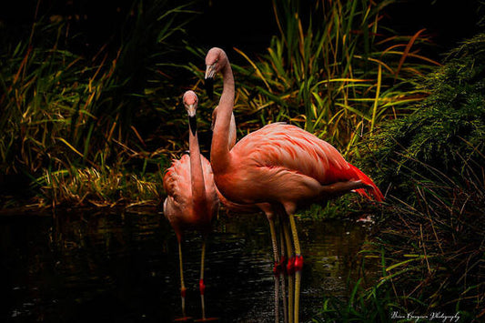 Flamingos by a Pond - Art Print