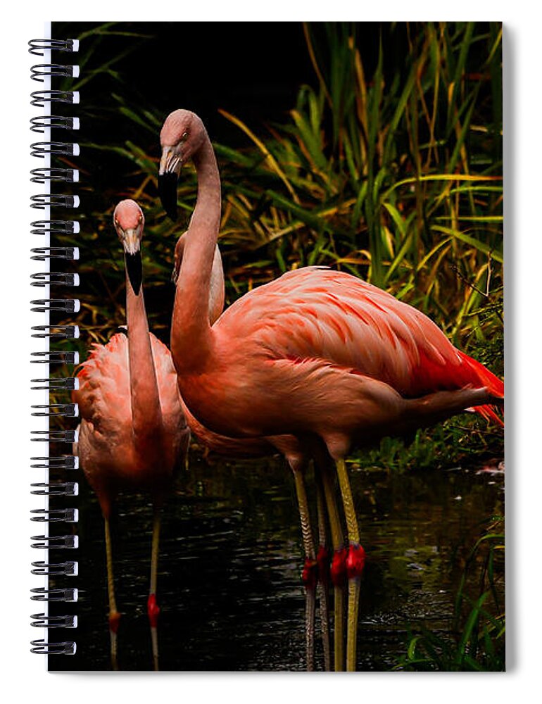Flamingos by a Pond - Spiral Notebook