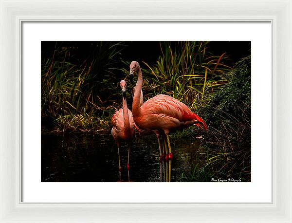 Flamingos by a Pond - Framed Print