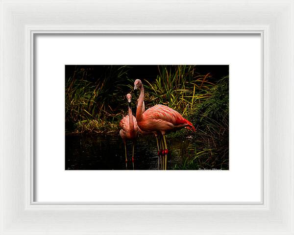 Flamingos by a Pond - Framed Print