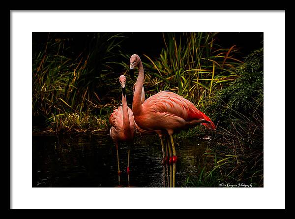 Flamingos by a Pond - Framed Print